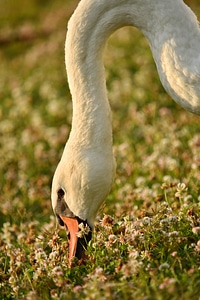 Flowers grass grazing