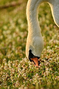 Animal eating grass plants