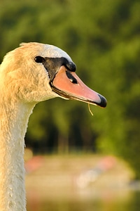 Beak eye head photo