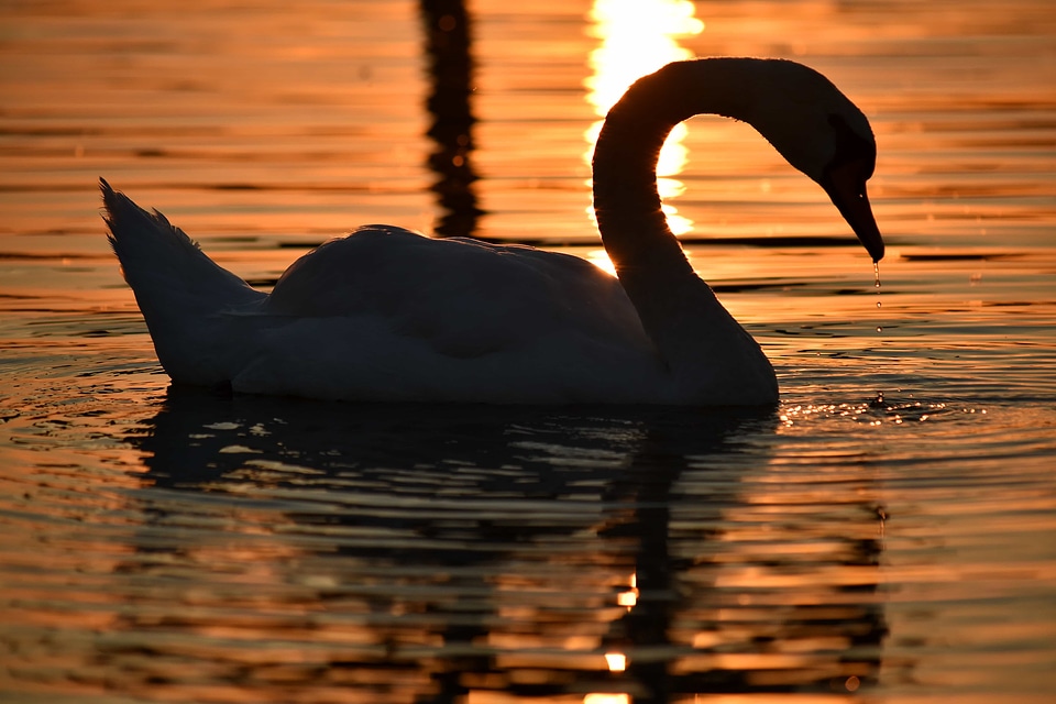 Shadow silhouette sunset
