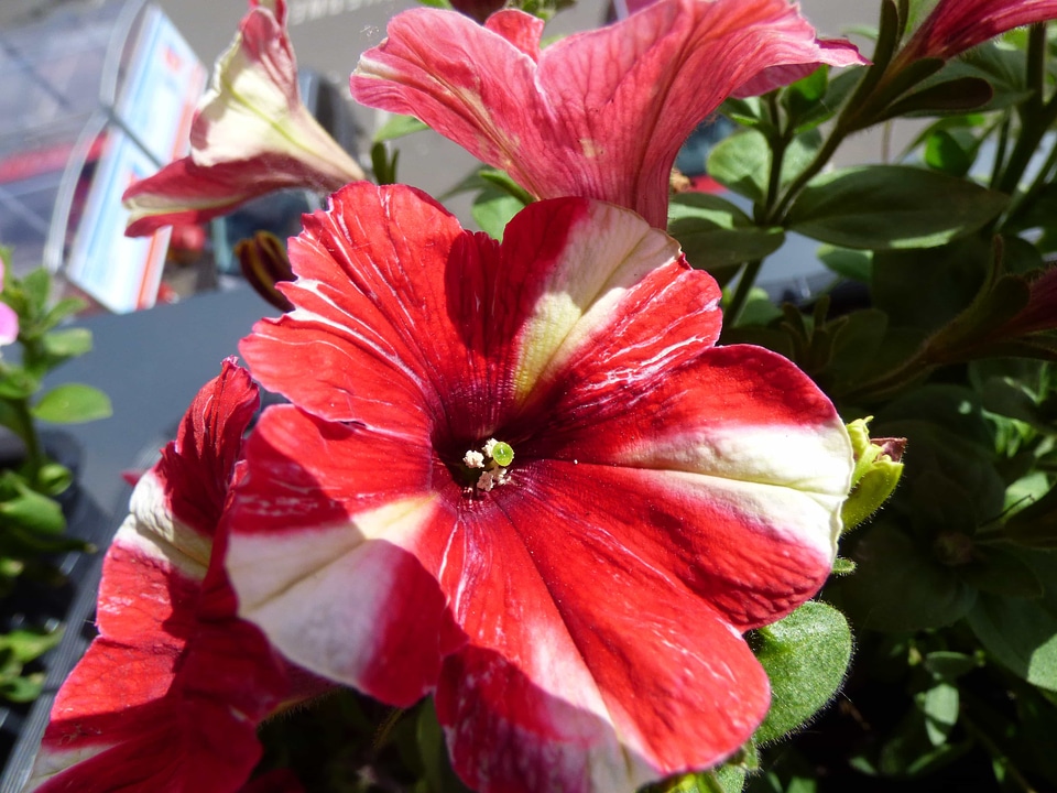 Flower Bud flower garden petunia