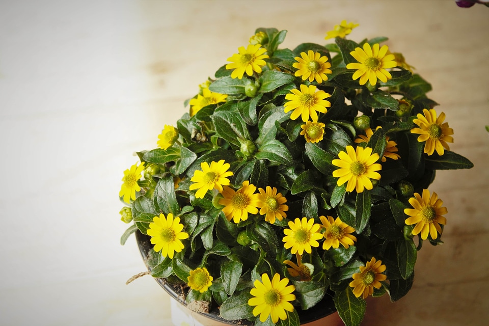 Flowerpot flowers greenish yellow
