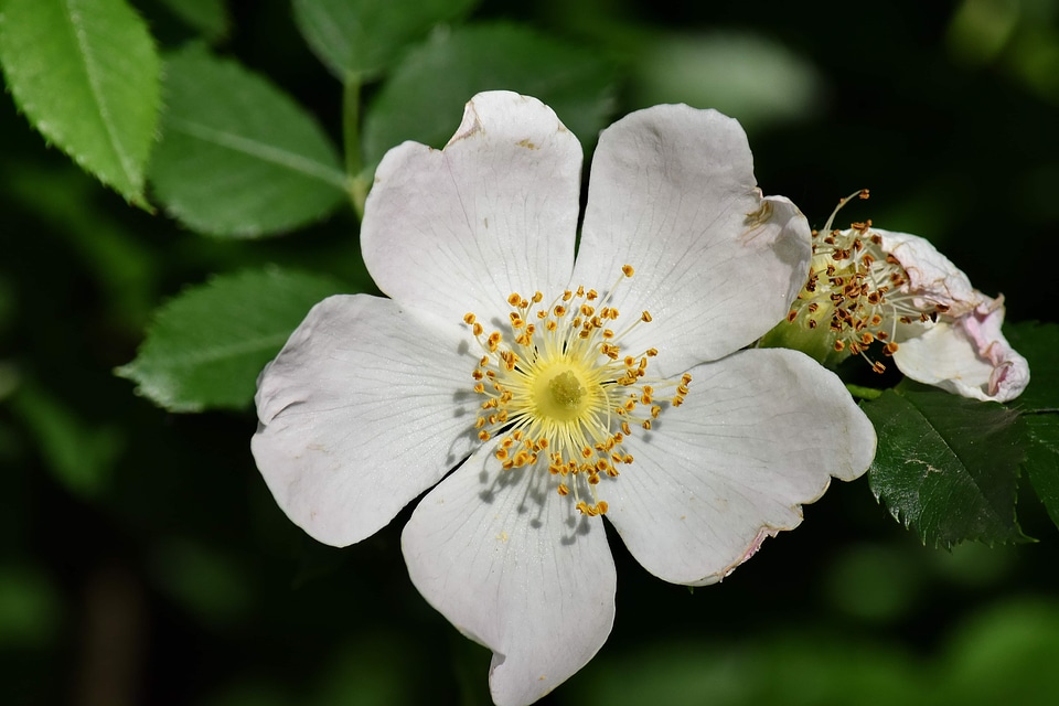 Roses white flower wildflower