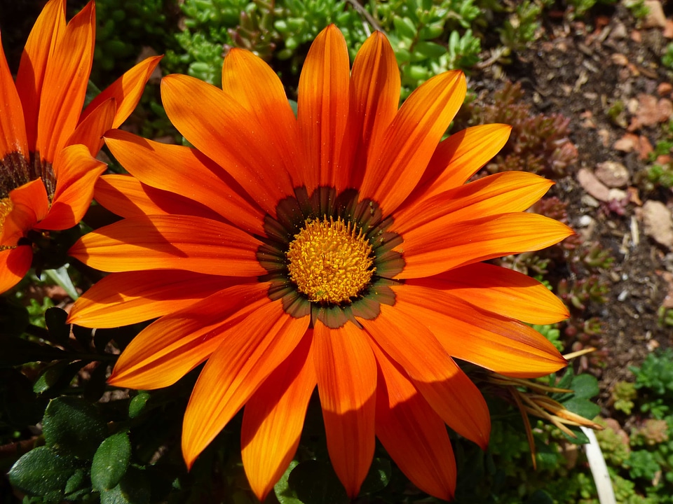 Color flower garden orange yellow