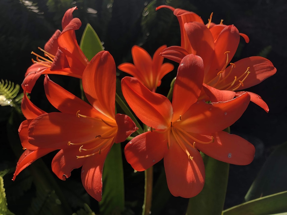Amaryllis flower garden flowers