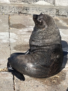 Sea Lion wildlife nature