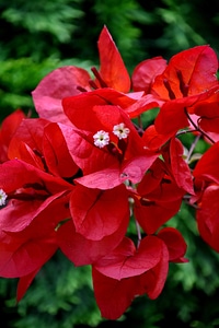 Branches flower garden leaves