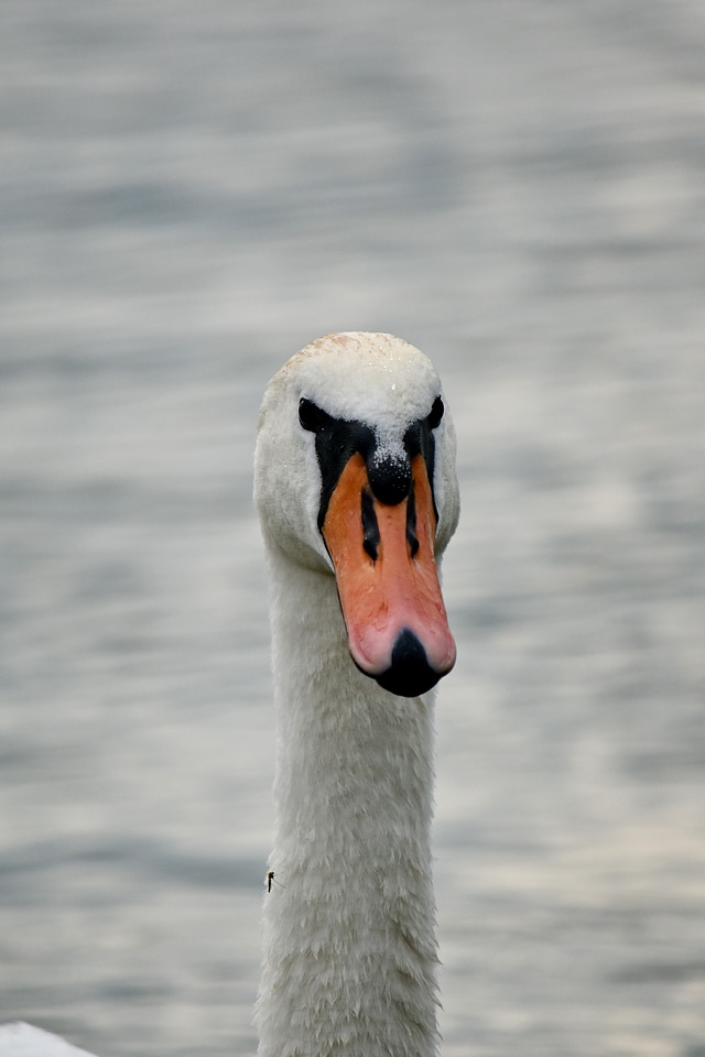 Beak close-up eyes photo