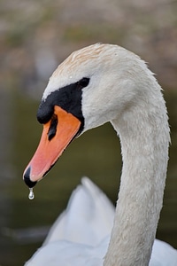 Beak close-up head photo