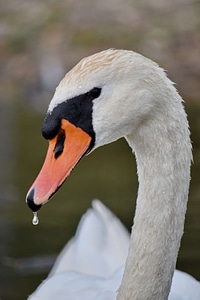Beak close-up head