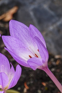 Herbstzeitlose colchium autumnale toxic