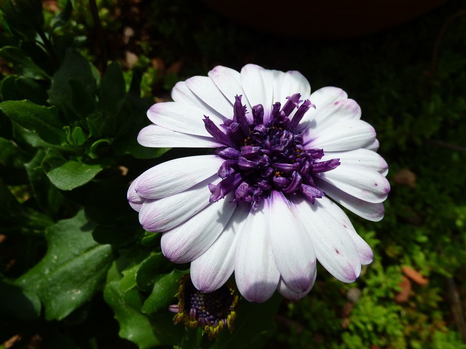 Pistil pollen purplish