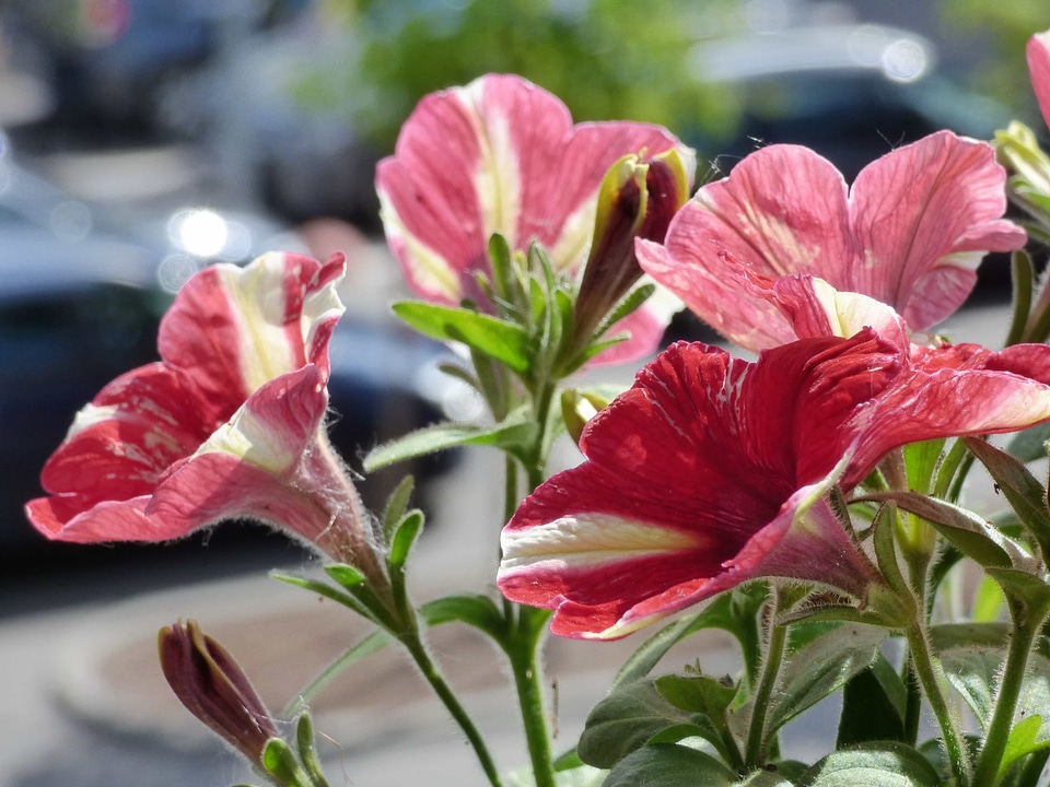 Flower Garden focus petunia