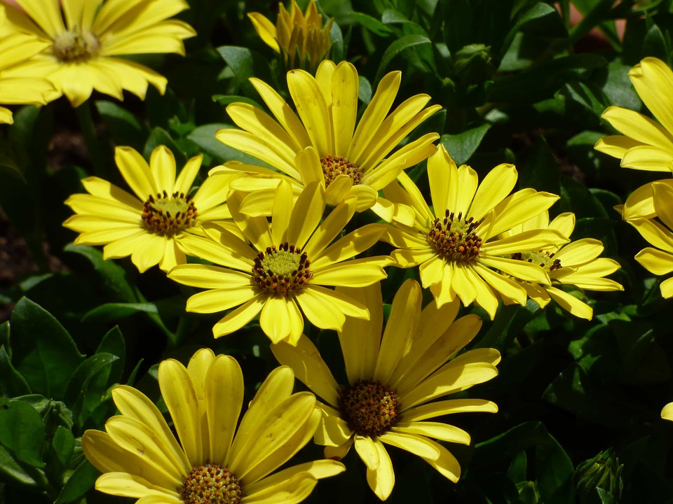Flower Garden horticulture yellowish brown
