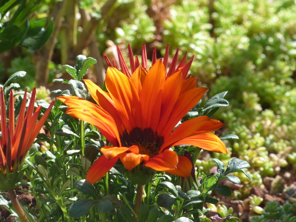 Golden Glow orange yellow petals