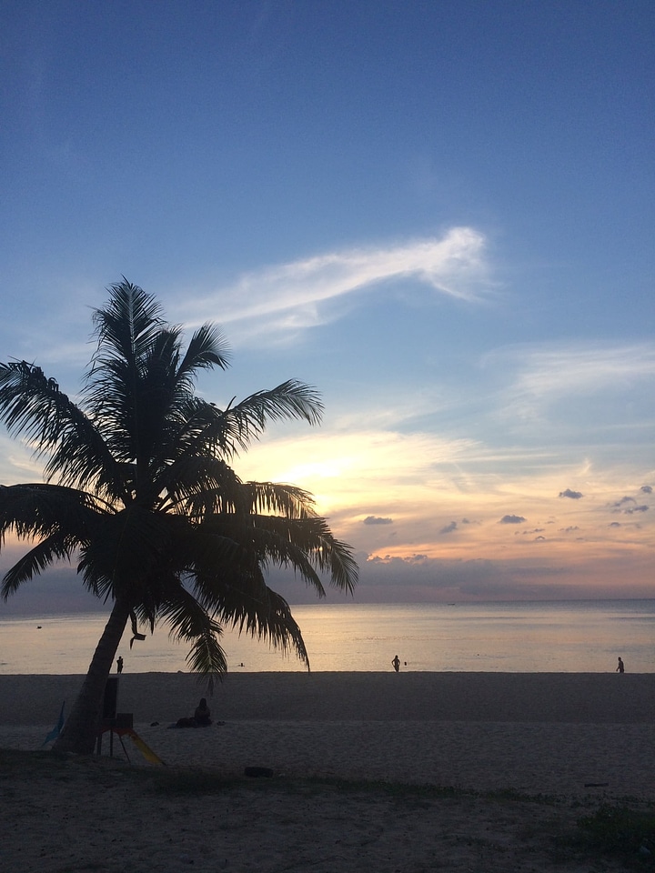 Beach blue sky coconut photo