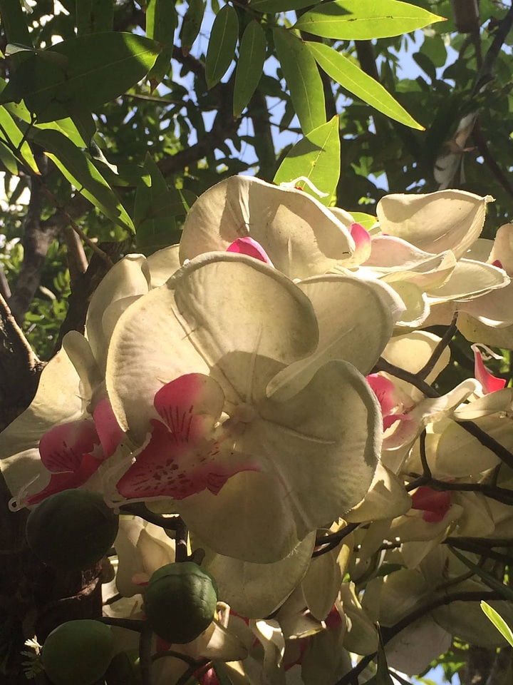 Exotic jungle orchid