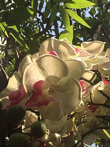 Exotic jungle orchid