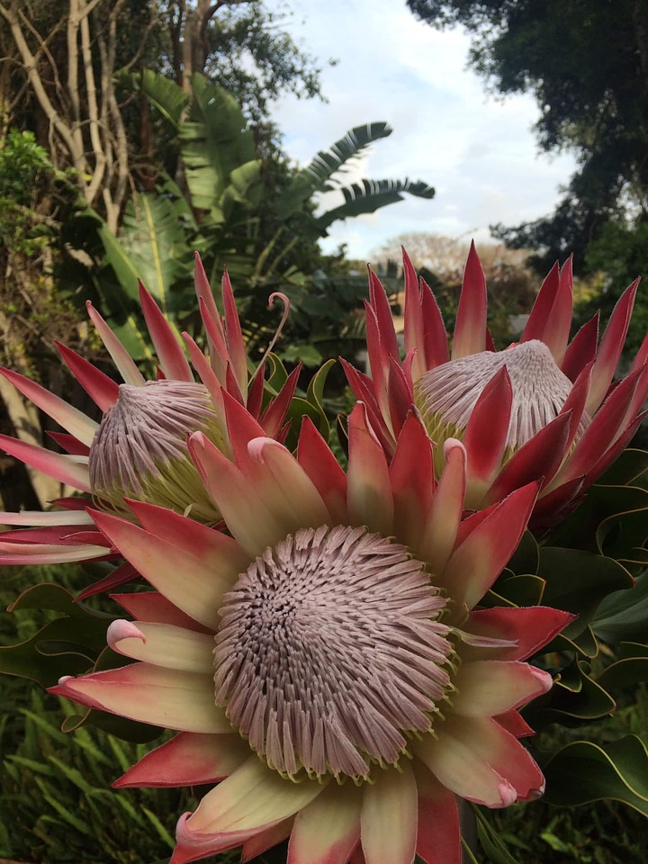 Exotic flower flower bud
