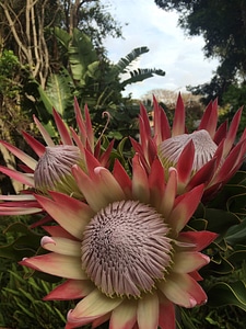 Exotic flower flower bud