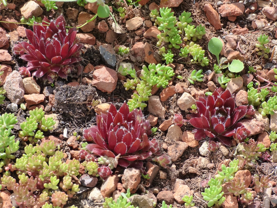 Miniature plant outdoors