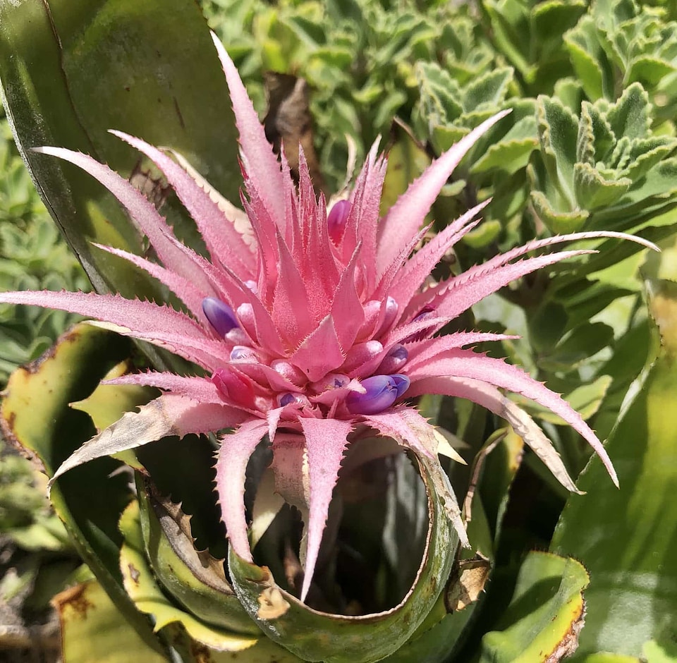 Cactus flower garden pink