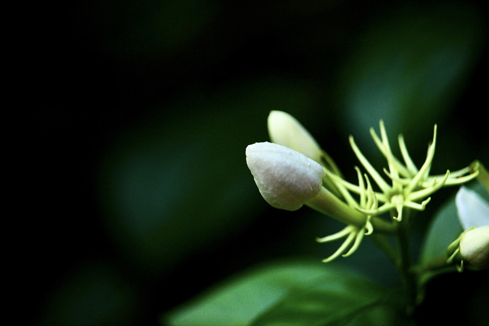 Blur detail foliage