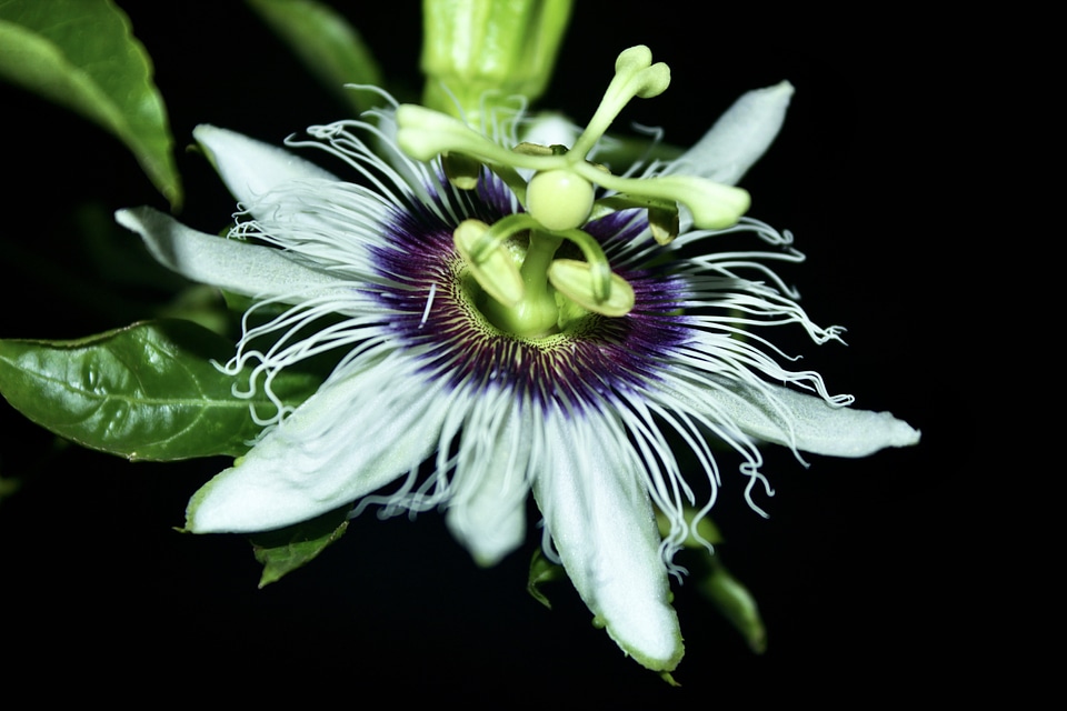 Close-Up exotic petals