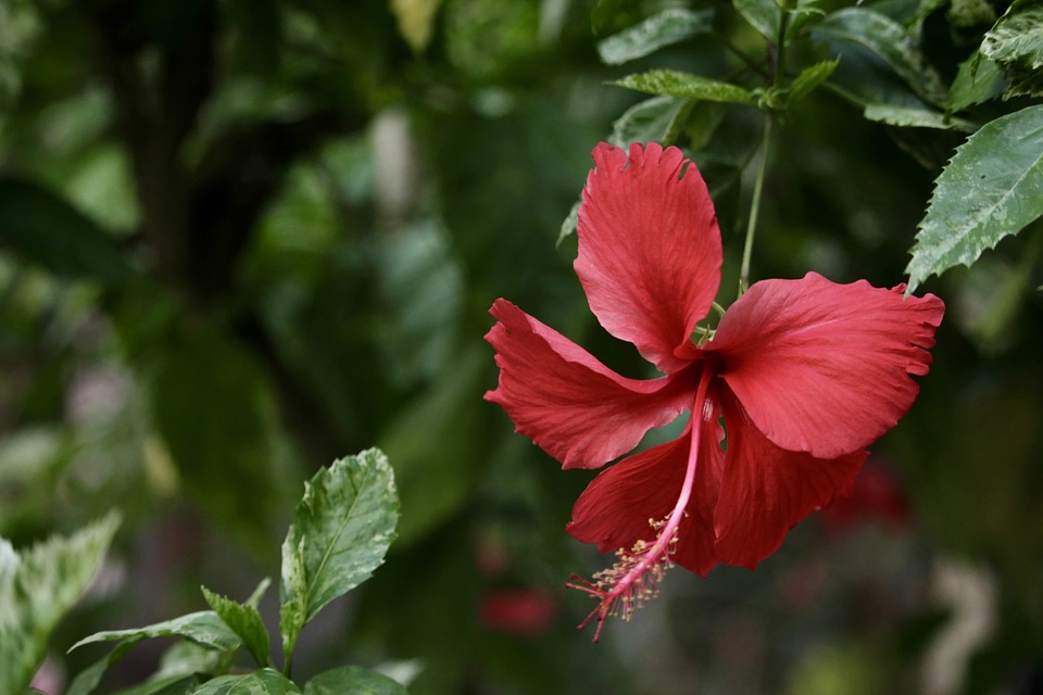 Exotic flower flower bud