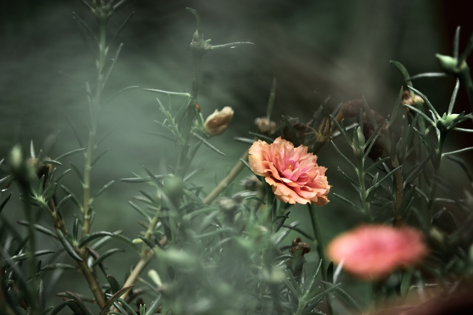 Blur carnation flower