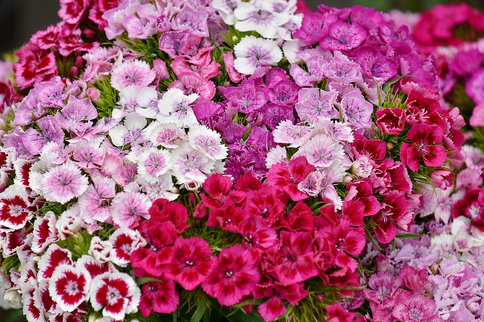 Bouquet carnation cluster