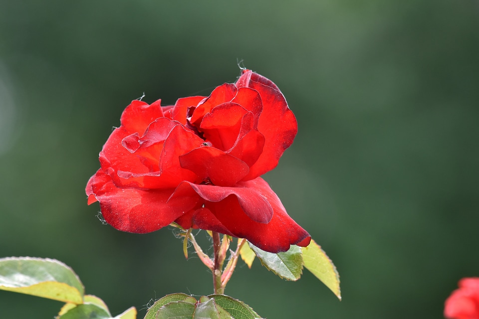 Flower Bud flower garden roses