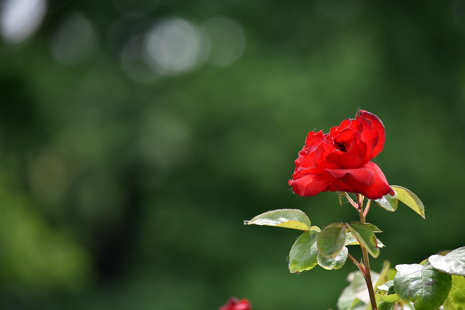 Blur roses spring time