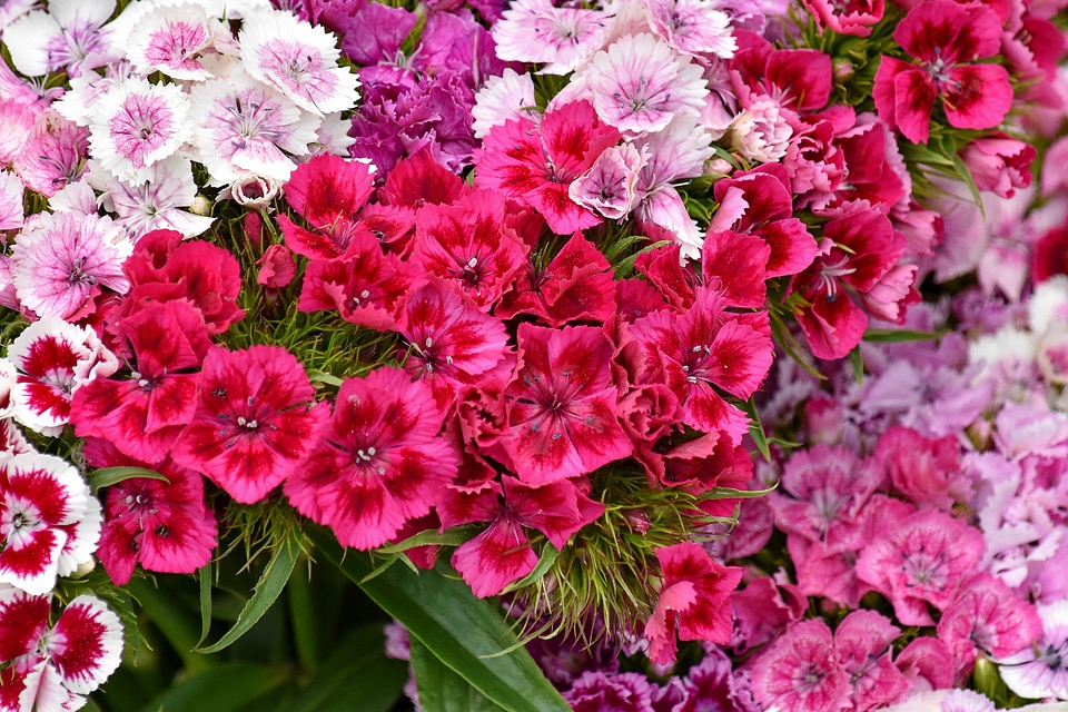 Beautiful Flowers blooming carnation