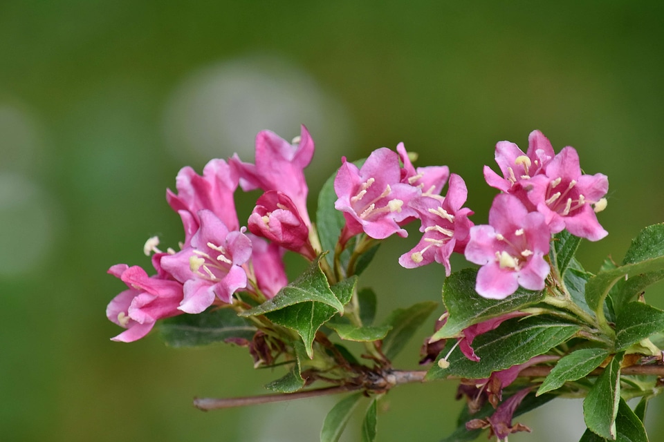 Beautiful Flowers branches bushes