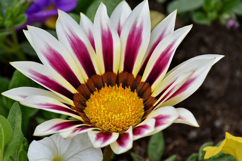Close-Up flower garden horticulture