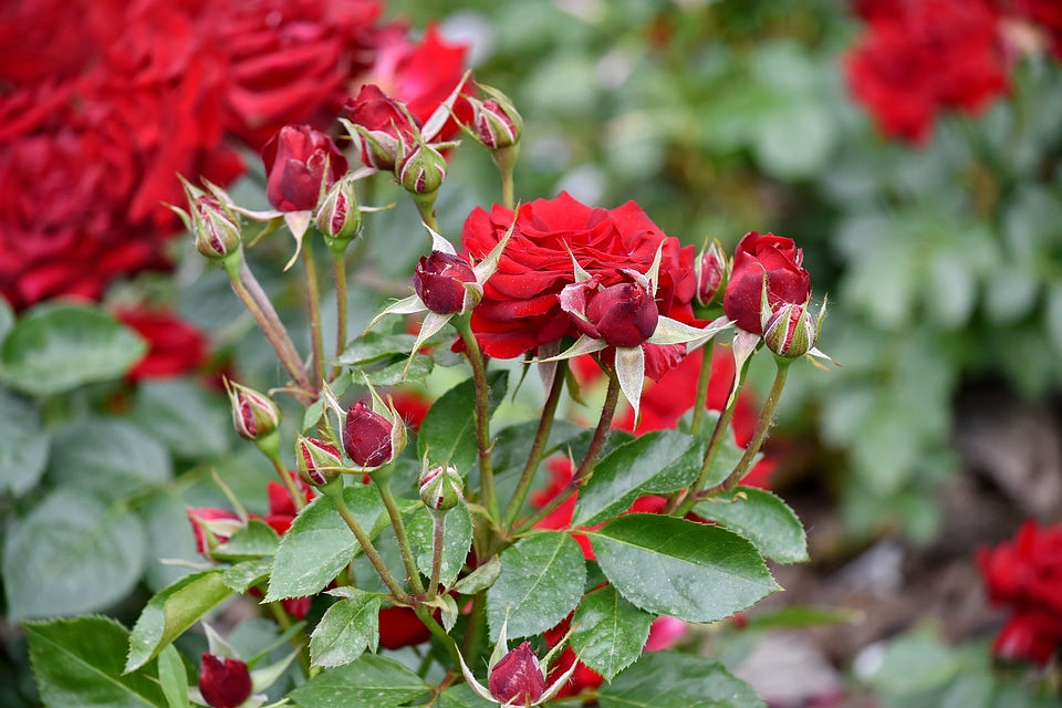 Flower Garden roses nature