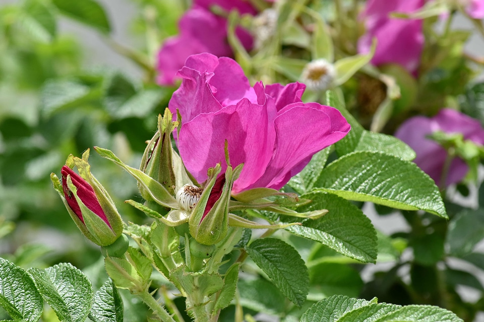 Garden pink nature