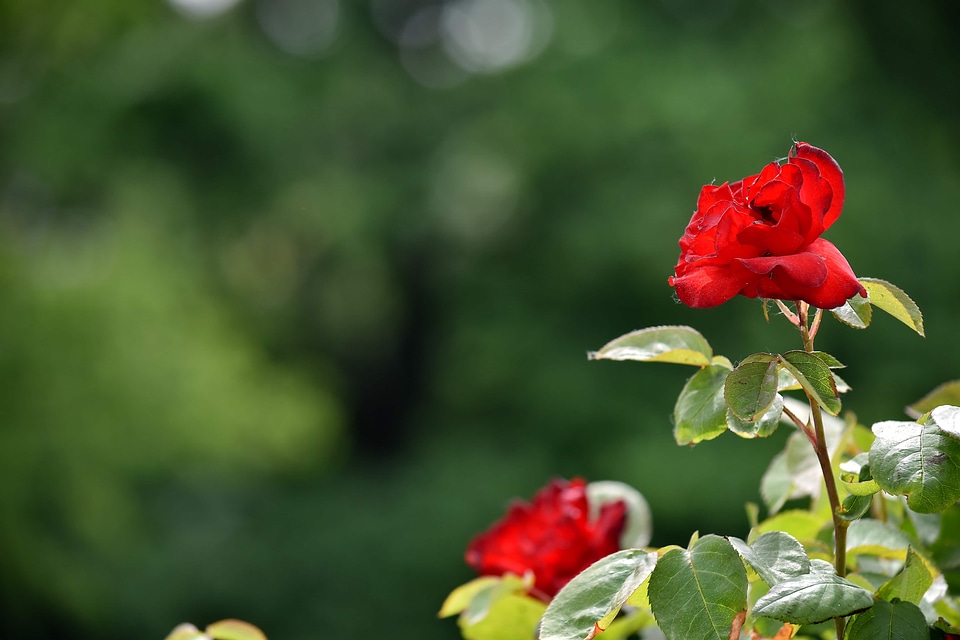 Beautiful Photo flower bud flower garden
