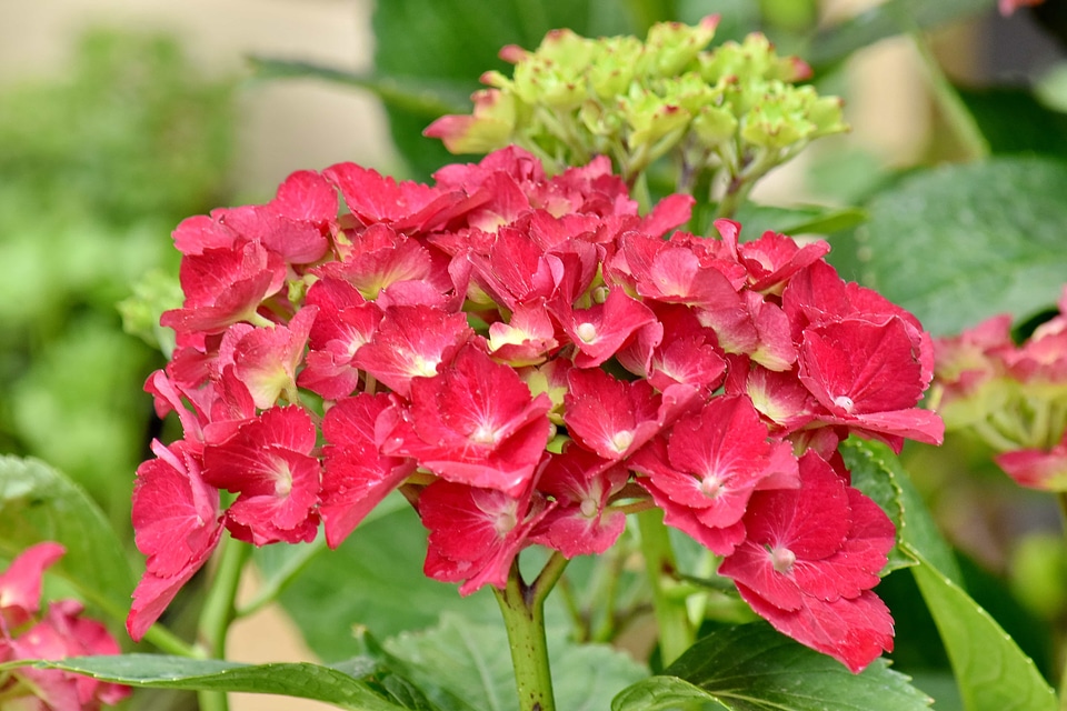 Bright hydrangea reddish