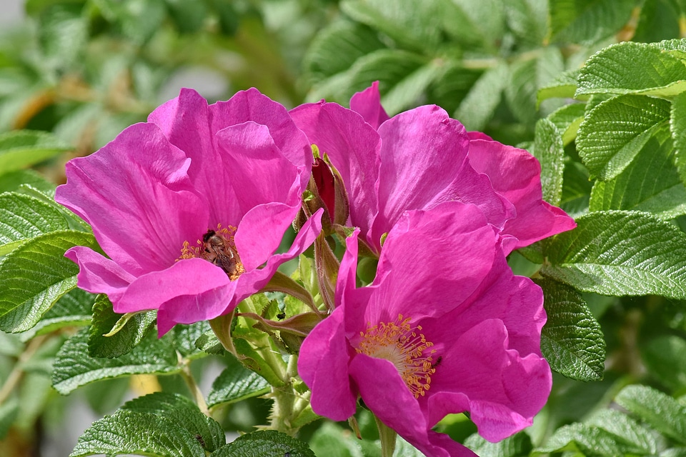 Fair Weather flower bud flower garden