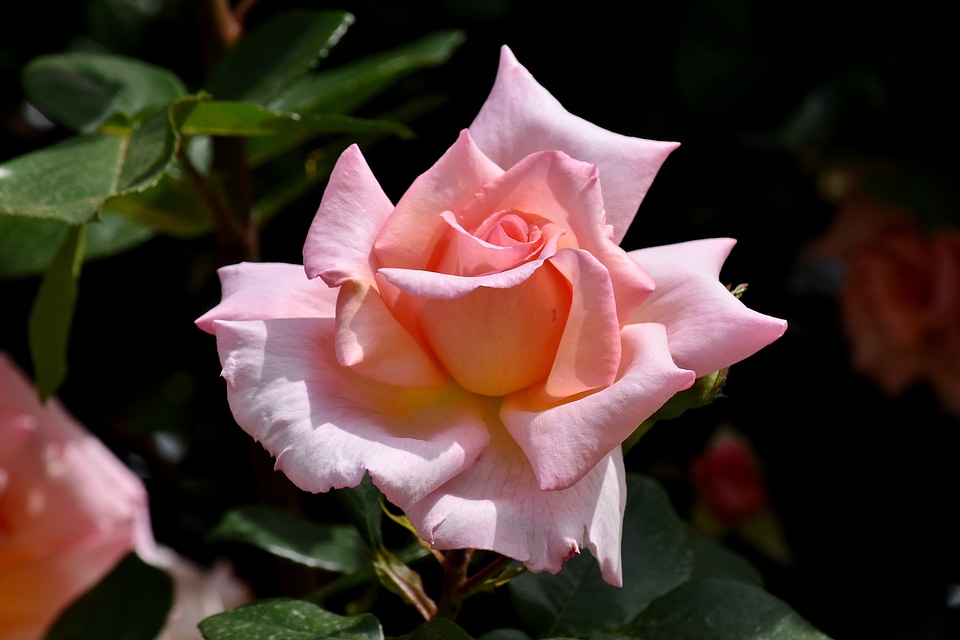 Elegant flower garden pinkish