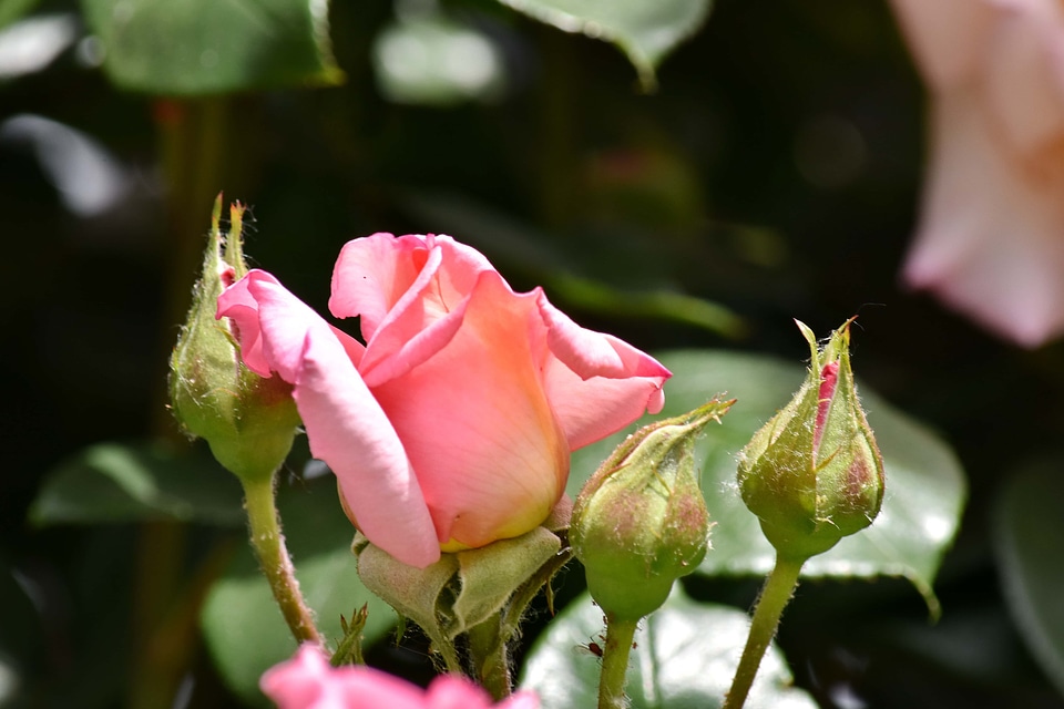 Flower Bud flower garden flowers
