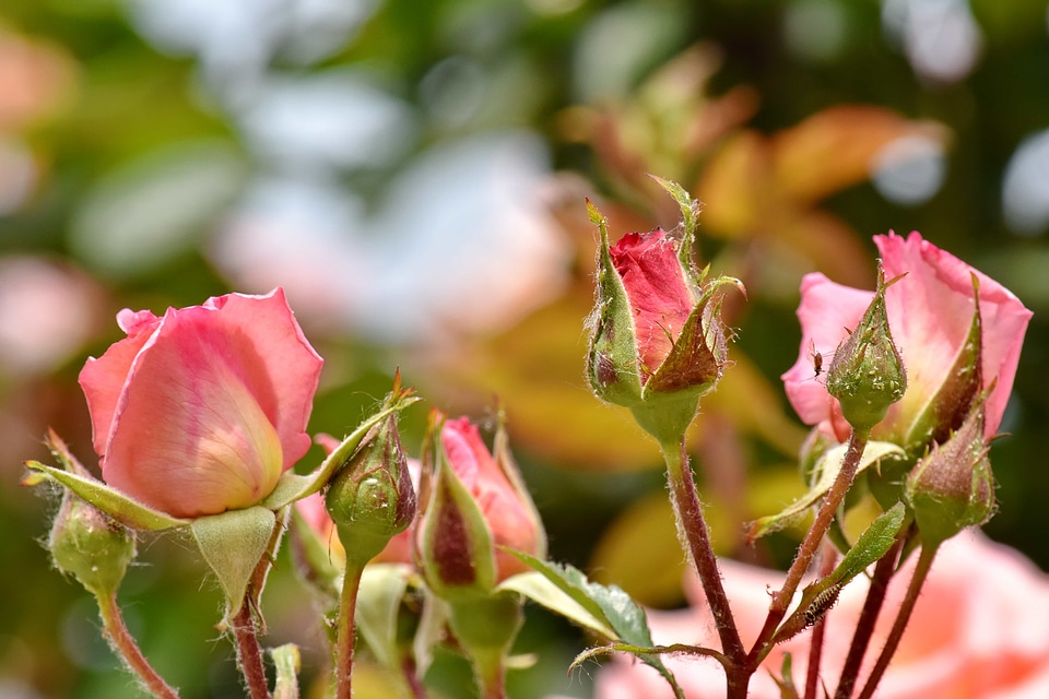 Ecology fair weather horticulture