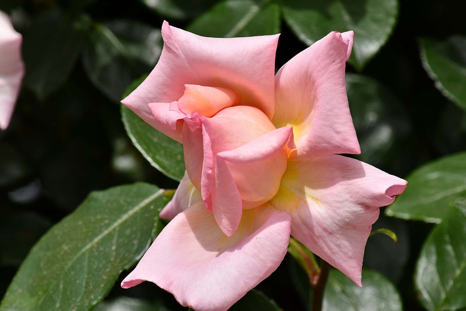 Beautiful Flowers beautiful image pinkish
