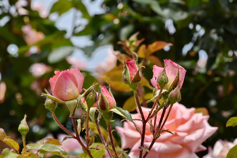 Branches flower garden pink