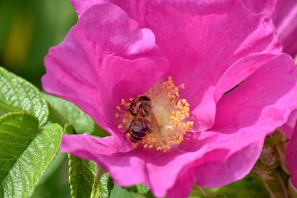 Bee flower bud flower garden