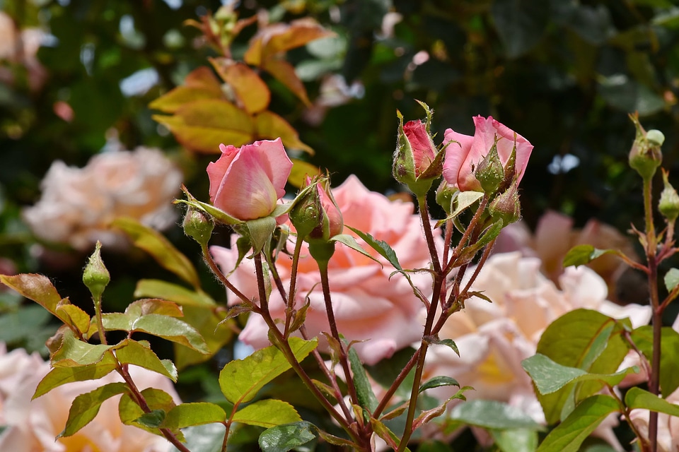 Rose bud leaf