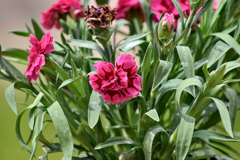 Carnation pinkish flower