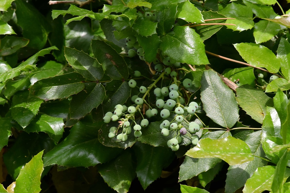Bushes green leaves plant